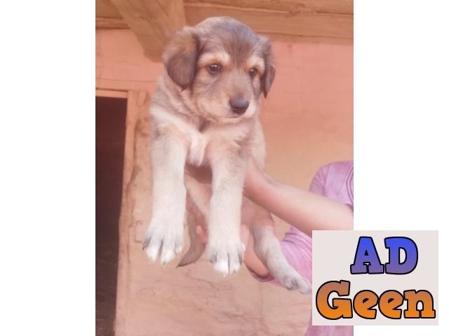used The great Himalayan gaddi dog puppy for sale 